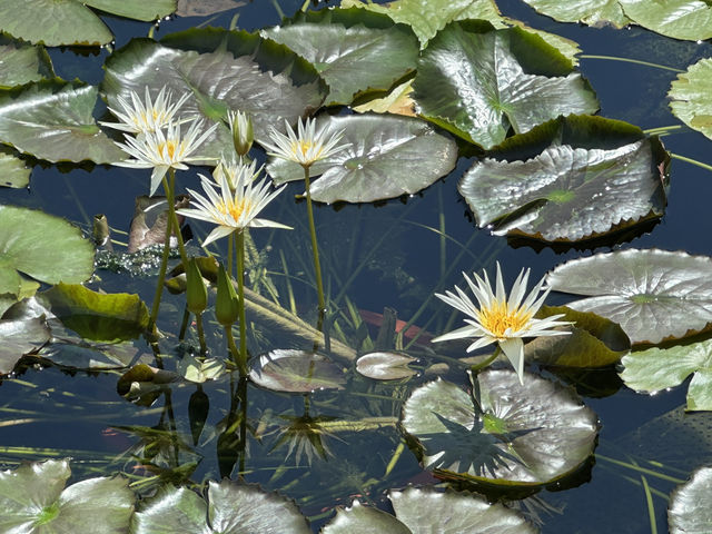 香港好去處 | 賞花 | 志蓮淨苑 | 蓮花