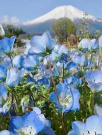 【山中湖 花の都公園で花と富士山に包まれる絶景旅🌸🗻】四季の彩りと癒しの時間を満喫✨
