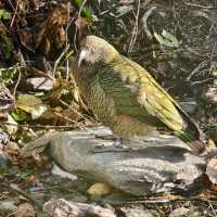 Enchanting Moments at Queenstown Kiwi Park
