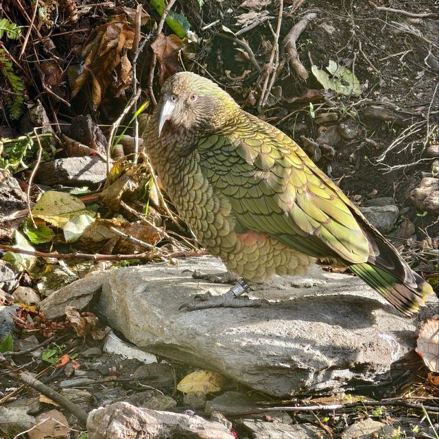 Enchanting Moments at Queenstown Kiwi Park