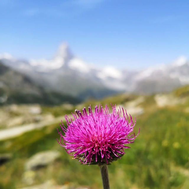 🏔️✨ Summer Weekend at the Matterhorn: Alpine Majesty & Adventure 