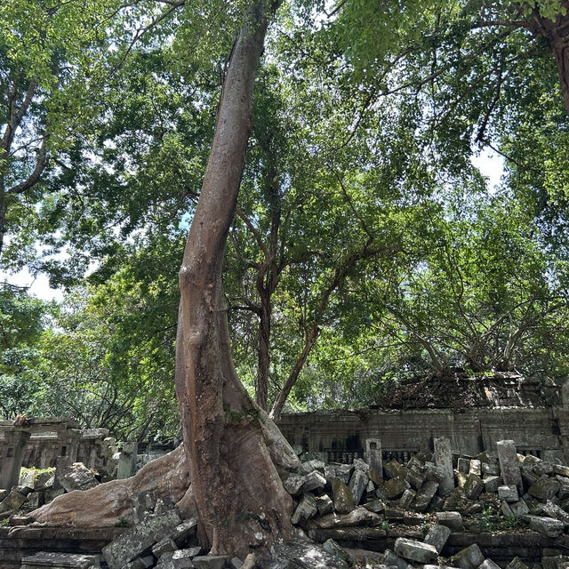 【ラピュタの世界🪐】ベンメリア遺跡で出会った崩れゆく美しさ🌿 