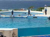 🐠 Dive into Wonder at Okinawa Churaumi Aquarium
