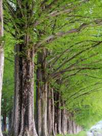 【四季で表情を変える絶景並木道🌲】メタセコイア並木で風を感じる旅✨