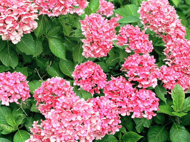 關西6月必訪！三室户寺繡球花盛放 京都1小時直達
