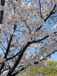 韓國 大邱 櫻花