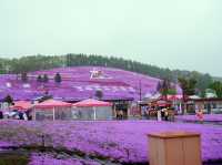 🌸 A Sea of Pink – Higashimokoto Shibazakura Park in Full Bloom