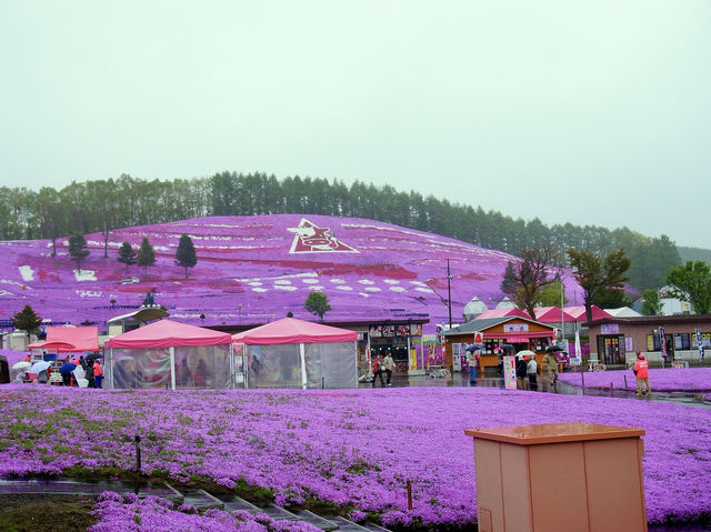 🌸 A Sea of Pink – Higashimokoto Shibazakura Park in Full Bloom