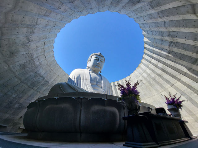 北海道真駒內靈園：薰衣草環繞的巨佛之境