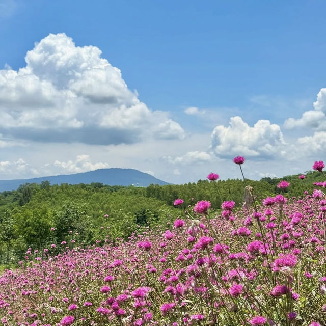 Donghouse Khaoyai — คาเฟ่ขาวคลีน โอบล้อมด้วยขุนเขา