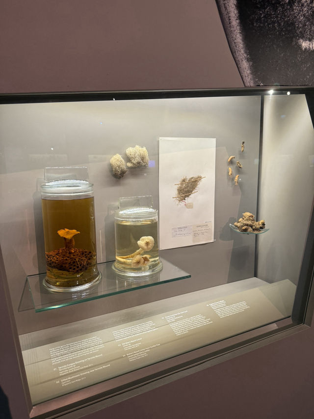 Whales, Fossils & Forest Walls – Where Nature Whispers Through Time 🌿 A Living Museum in a Garden