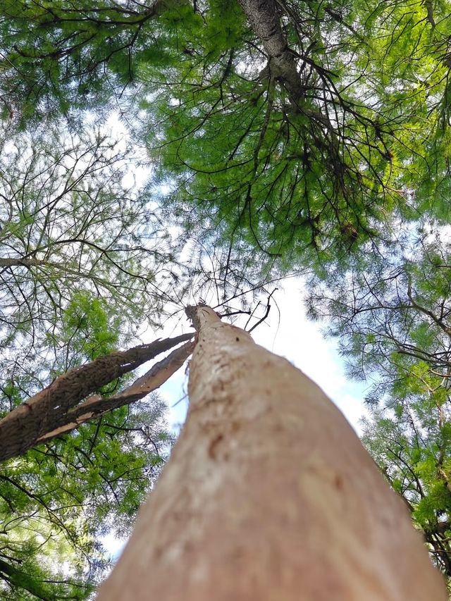 🌿ป่าในน้ำชิงซานหู เมืองหางโจว🌿