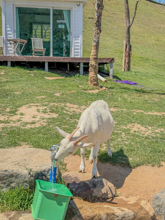 💚여름 스위스가 생각났던 태백의 몽토랑 산양목장🐏