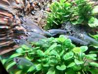 SEA Life Aquarium at LEGOLAND