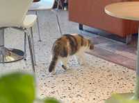 🐾 URGE Café Chiang Rai 😻