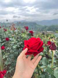 สวนกุหลาบสุดโรแมนติก ชิดขอบฟ้า~ เชียงใหม่
