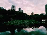 青衣公園蓮花池