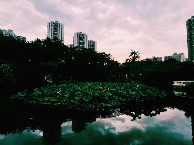 青衣公園蓮花池