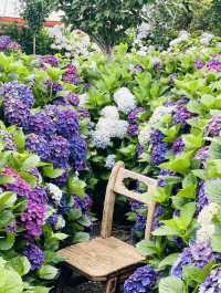 Pet-Friendly Paradise for Flower Lovers