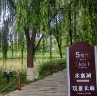 🌿 Yintan Wetland Park — Nature’s Calm by the Sea