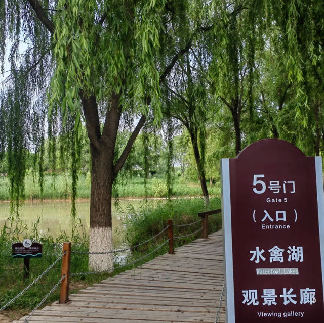 🌿 Yintan Wetland Park — Nature’s Calm by the Sea