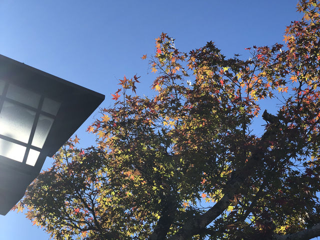 🌉천천히 걸으며 일본을 느끼다 – 히로시마 이와쿠니 긴타이교 여행기 🌉천천히 걸으며 일본을 느끼다 – 히로시마 이와쿠니 긴타이교 여행기