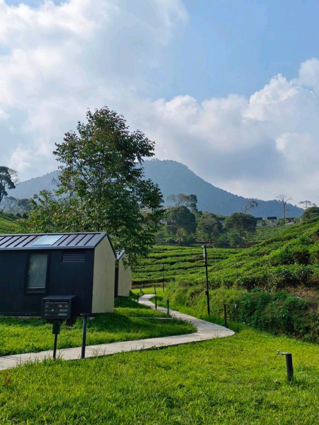 🍃 Finding Peace Among the Green Tea Fields 🍃