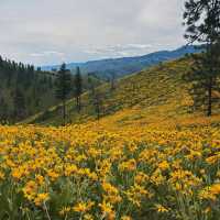 Ollala Canyon Ridge – Seattle’s Wildflower Wonderland 🌼💜🏔️