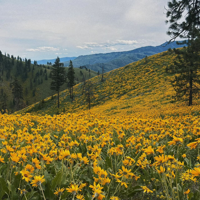 Ollala Canyon Ridge – Seattle’s Wildflower Wonderland 🌼💜🏔️