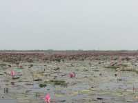 🌸 Travel Blog: Red Lotus Sea (Talay Bua Daeng), Udon Thani 🌸