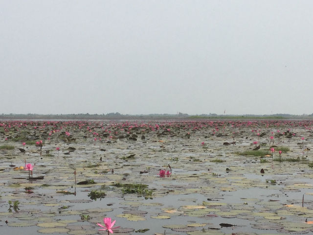 🌸 Travel Blog: Red Lotus Sea (Talay Bua Daeng), Udon Thani 🌸