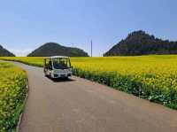Luoping - Sea of Rapeseed Flowers in Yunnan.