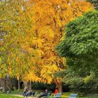 🌟 Where to Find Paris’s Giant Ginkgo Tree