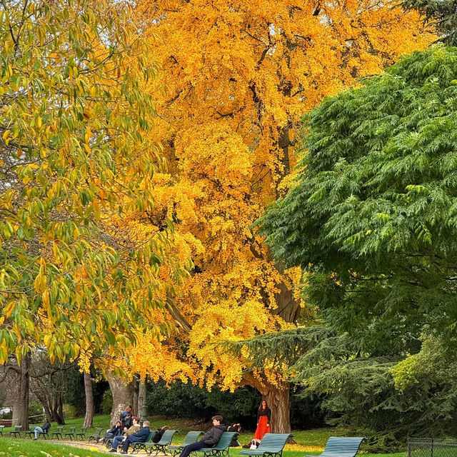 🌟 Where to Find Paris’s Giant Ginkgo Tree