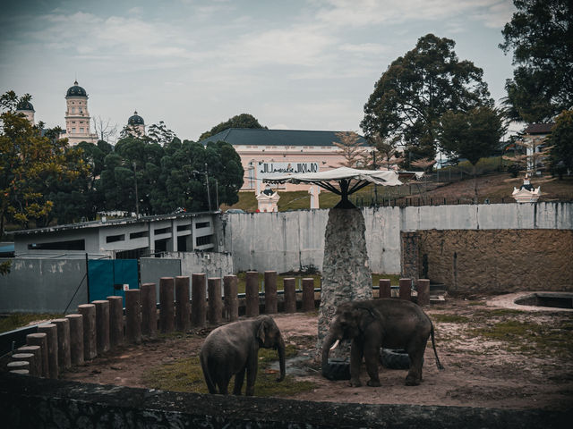 🦁 말레이시아 최초의 동물원 - 조호르 Zoo