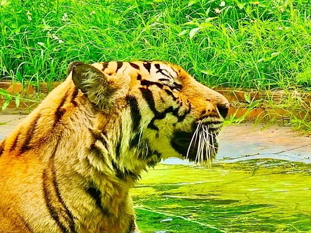 與猛獸近距離接觸的芭提雅老虎園 Tiger Park Pattaya