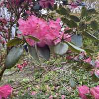 Dreamy Nature in Royal Botanic Gardens (Edinburgh)