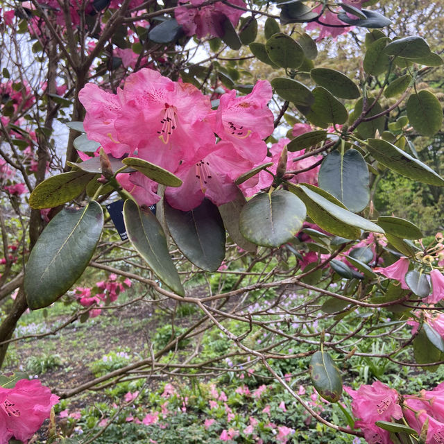 Dreamy Nature in Royal Botanic Gardens (Edinburgh)