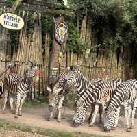 🦒🚙 Drive-Thru Safari Experience You’ll Never Forget - Safari Bogor 🇮🇩