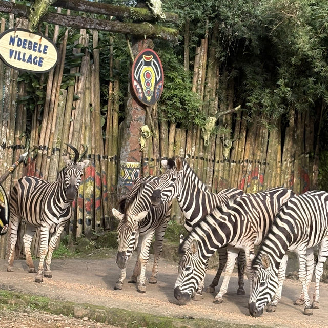 🦒🚙 Drive-Thru Safari Experience You’ll Never Forget - Safari Bogor 🇮🇩