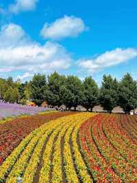 Hokkaido Summer at Farm Tomita 🌻🌺🌿 Japan 