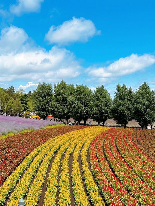 Hokkaido Summer at Farm Tomita 🌻🌺🌿 Japan 