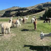 Shamarra Alpacas – Cuddles, Cashmere & Craggy Harbour Views at Akaroa