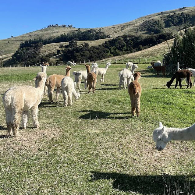 Shamarra Alpacas – Cuddles, Cashmere & Craggy Harbour Views at Akaroa