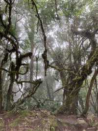 Step Into a Fairytale: Exploring Cameron Highlands’ Mossy Forest