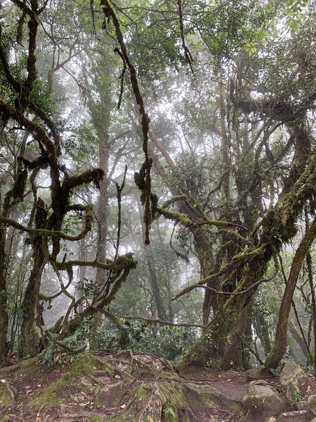 Step Into a Fairytale: Exploring Cameron Highlands’ Mossy Forest