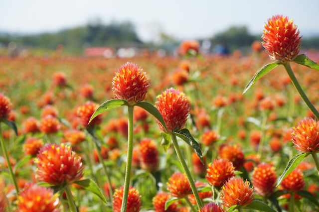 【韓國秋天好去處】🌿🍀京畿道楊州Nari公園·粉黛亂子草、波波草打卡