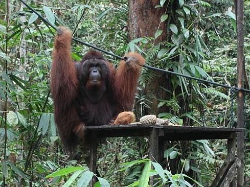 Semenggoh Wildlife Centre - Malaysia 