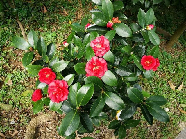 香港城市綠洲賞花之旅🌸香港動植物公園