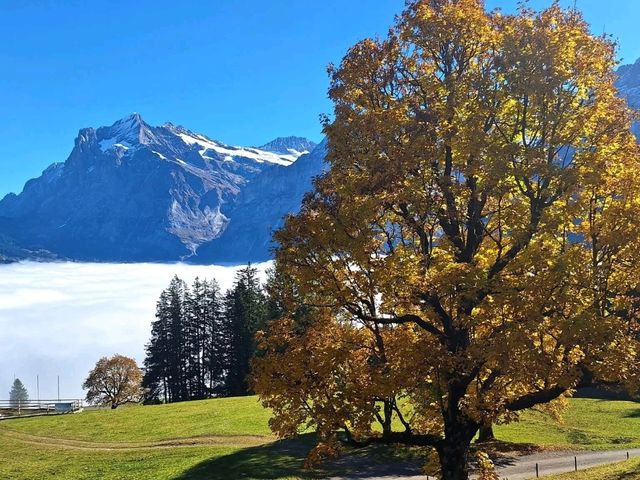 Grindelwald Forest